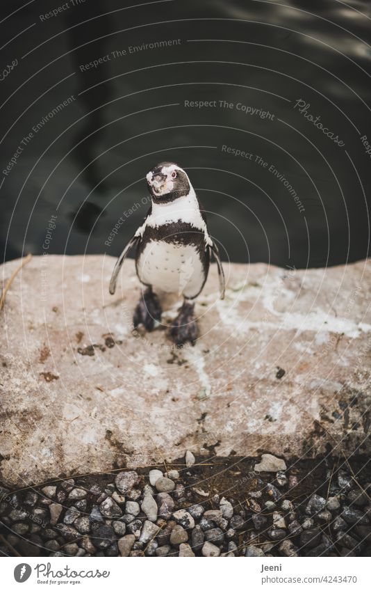 Next Top Model portrait Penguin Black White eyeballed Water Sea coast Animal Animal portrait Animal face animal portrait Dive Wet Bird Waddle Ocean