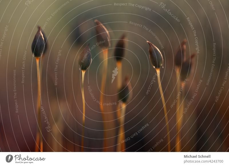 Moss mosses sporophyte Small Macro (Extreme close-up) Nature Plant Colour photo Shallow depth of field Forest Close-up Delicate upstairs wax