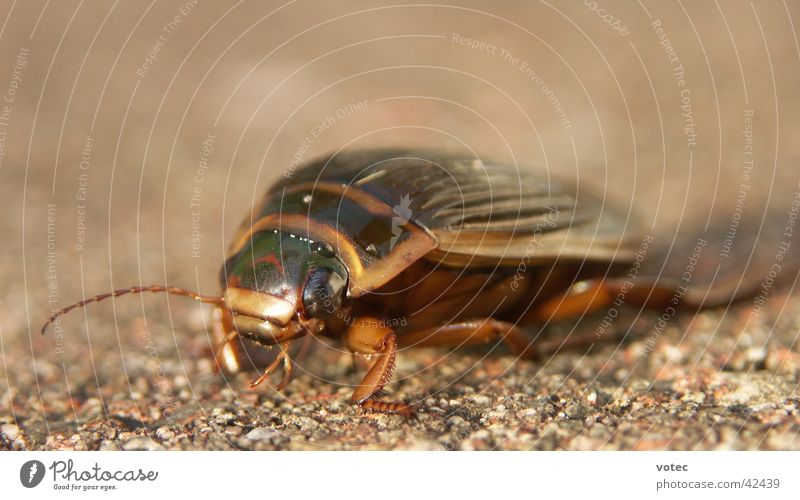 bow Insect Crawl Transport Beetle Macro (Extreme close-up) Nature