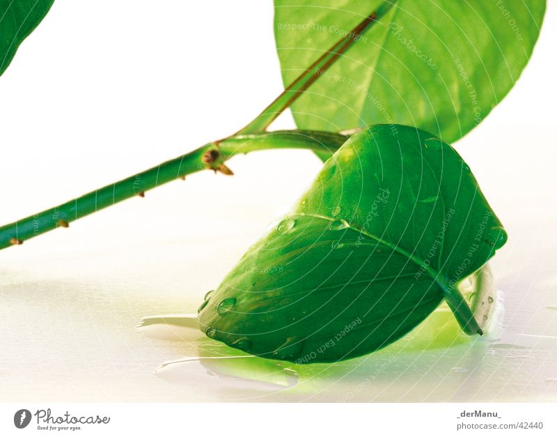 life Plant Leaf Green Reflection Fine Neon light Life Gaudy Water Drops of water Bud Branch Stalk Close-up