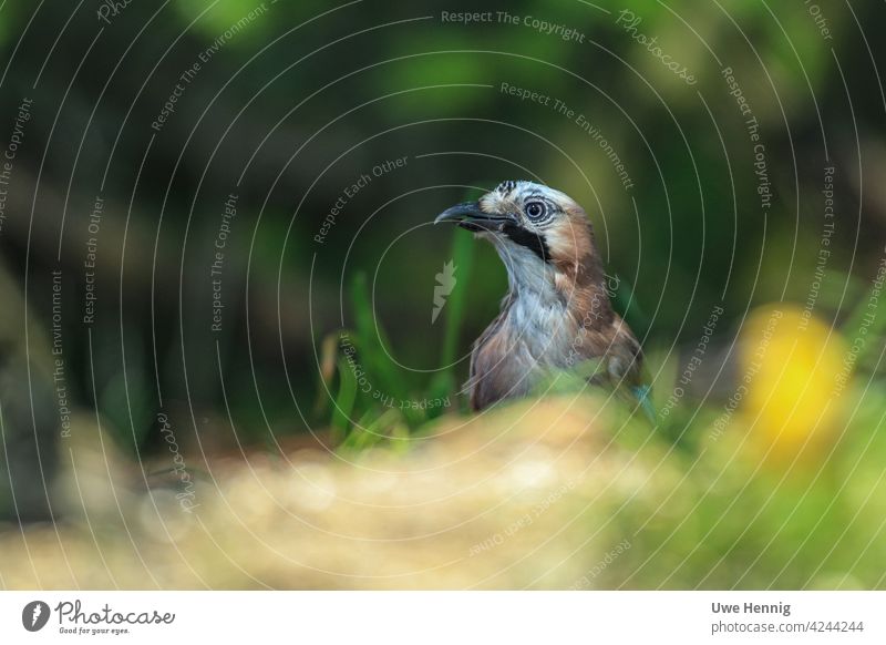 jays Jay Bird Animal Wild animal Nature Animal portrait Blue Close-up Animal face nature photography