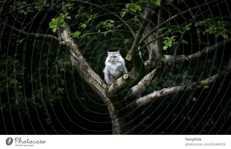 gray silver tabby british longhair cat sitting on an apple tree outdoors in nature observing the back yard silver colored fluffy feline fur copy space green