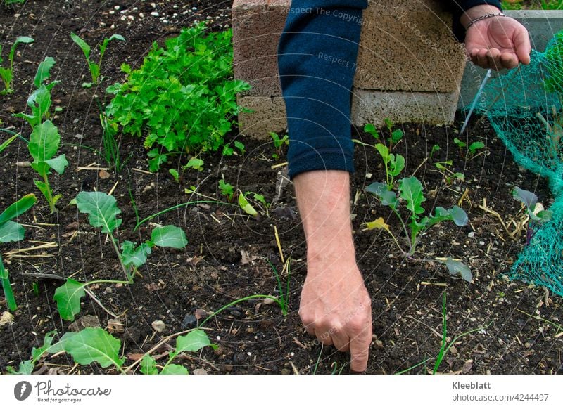 Men's hands put vegetable seeds into the soil - you can see the first different tender vegetable plants in a raised bed Hand Men`s hand Sámen Kohlrabi plant