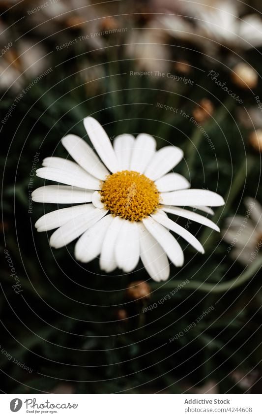 White chamomiles in field lawn daisy bloom flower nature blossom meadow flora grass growth plant fresh lush summer idyllic petal season environment countryside