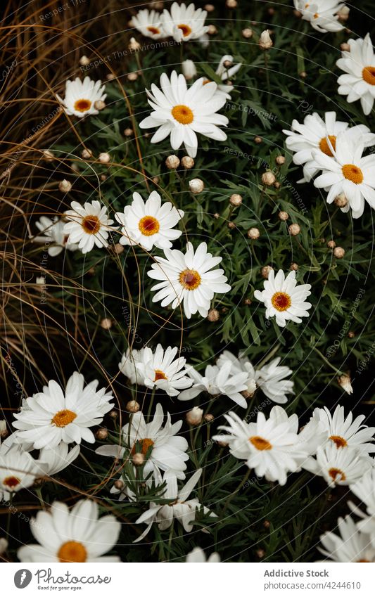 White chamomiles in field lawn daisy bloom flower nature blossom meadow flora grass growth plant fresh lush summer idyllic petal season environment countryside