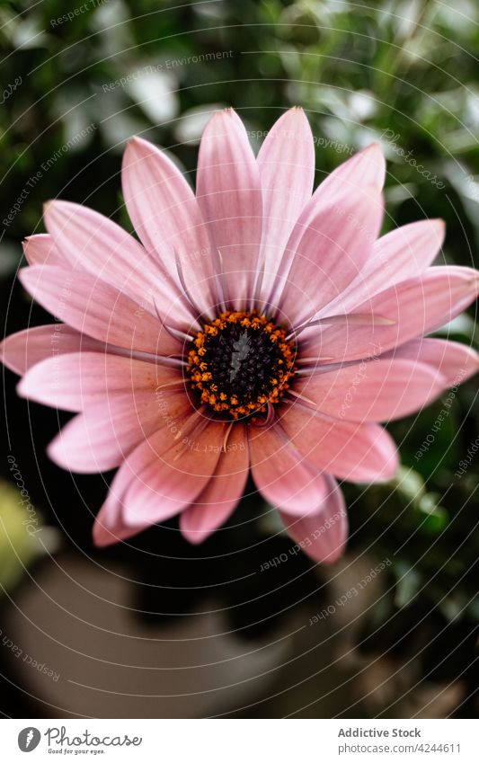 Gentle pink daisy flower in nature petal bloom blossom botany aroma tender fresh romantic garden gentle delicate flora natural plant fragile bellis perennis