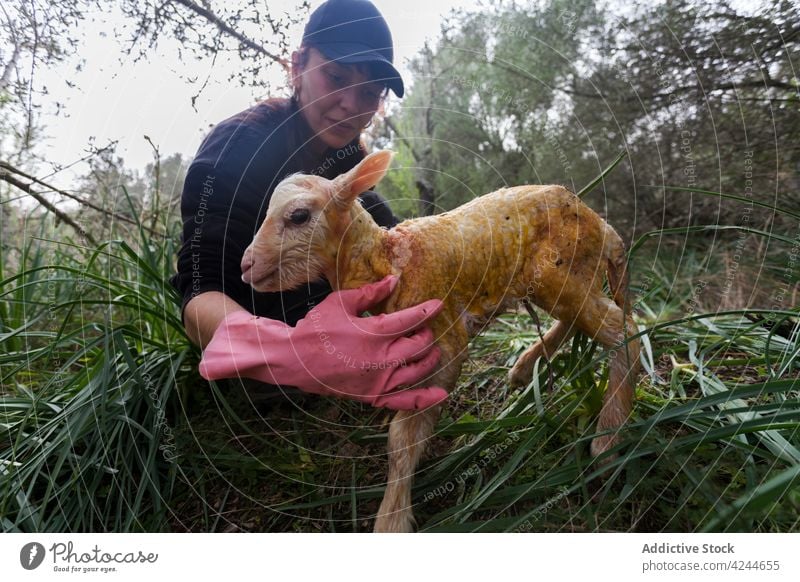 Happy woman carrying cute newborn lamb in farmland farmer sheep content happy baby animal countryside village adorable together care little birth casual