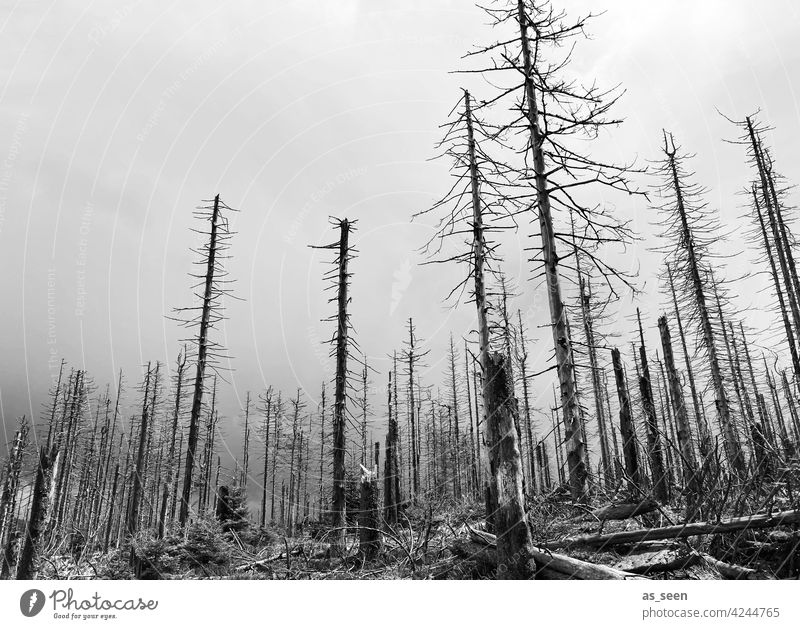 forest dieback Forest death spruces dead Nature Tree Environment Exterior shot Landscape Deserted Climate change Forestry Tree trunk Wood Log Bark-beetle Death