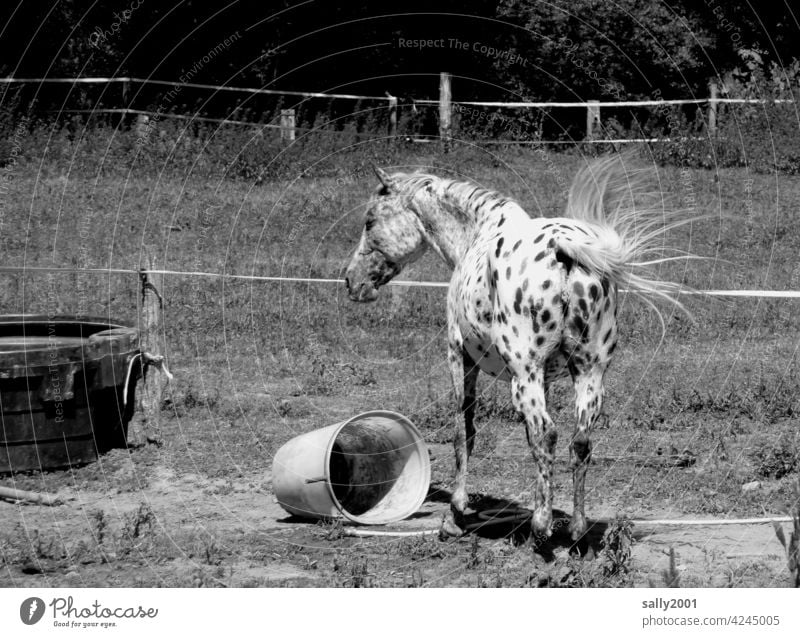 apple grey Gray (horse) Horse apple mould Animal 1 To feed Willow tree Meadow paddock Mane Tails animal potions move blotchy black-and-white Black & white photo