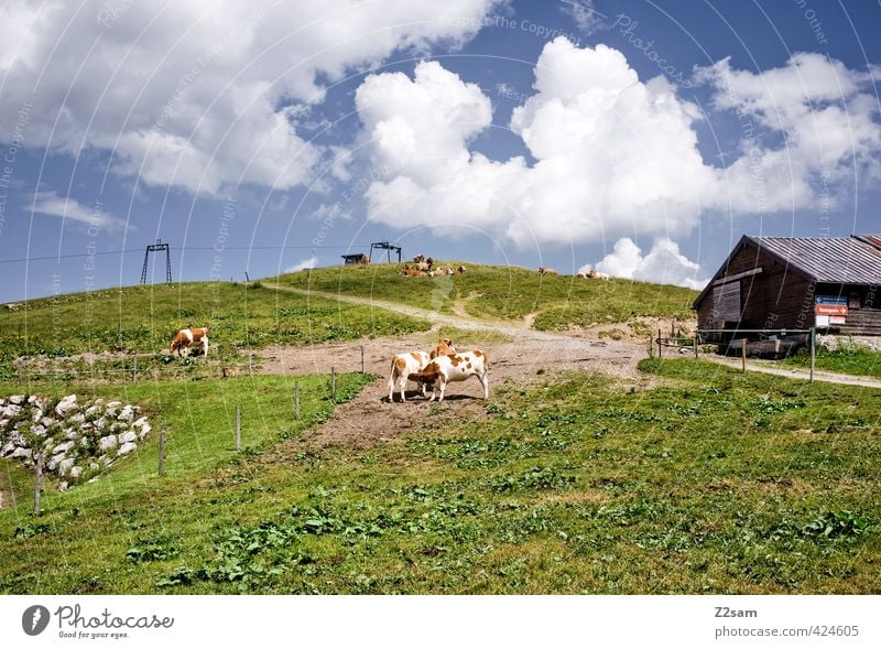 sudel field Nature Landscape Sky Clouds Summer Beautiful weather Meadow Alps Mountain Peak Cow Tall Natural Calm Relaxation Leisure and hobbies Healthy Idyll