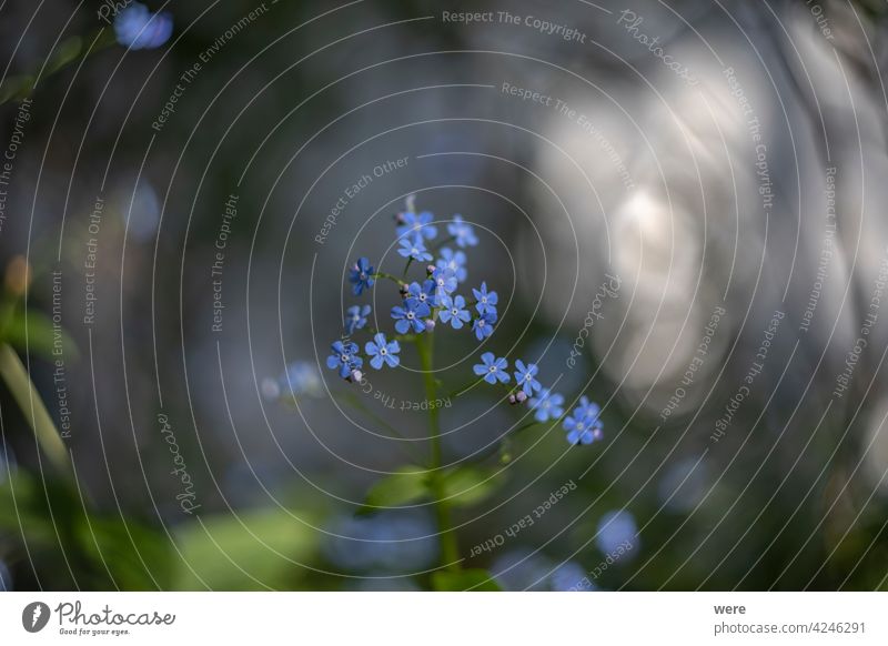 Caucasus forget-me-not flowers against a blurred background Background Blossoms Boraginaceae Brunnera macrophylla Ornamental plant Shallow depth of field