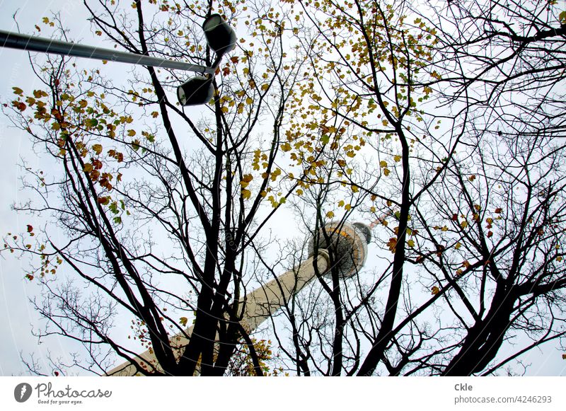 Television tower above trees Berlin TV Tower leaves Lighting lamps Alexanderplatz Landmark Capital city Tourist Attraction Downtown Berlin Architecture Sky Town