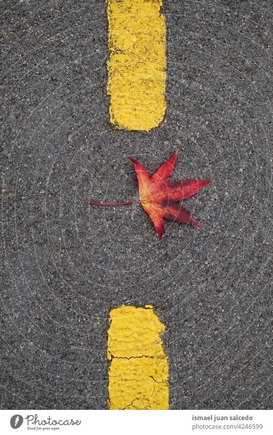 red maple leaf on the ground in autumn season leaves alone isolated nature natural outdoors background texture textured fragility fall yellow Autumn leaves