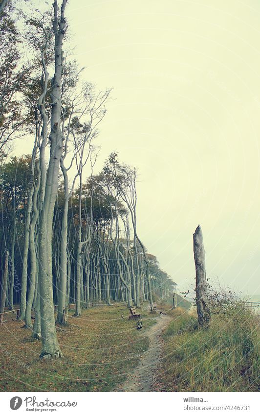 Coastal forest in Nienhagen Ghost forest coast Beech wood Nature reserve Landscape coastal strip Bench off Retro hiking trail Mecklenburg Baltic Sea coast