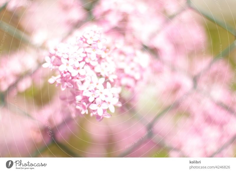 Pink lilac flower pushes through green wire mesh fence Lilac Lilac bush Blossom Spring Colour photo blurriness Fragrance lilac blossom Close-up