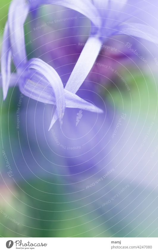 Superimposed petals of the mountain knapweed. Cyanus montanus Knapweed Plant Blossom Delicate Fine Authentic Blossoming mountain flake flower Violet Life Thin