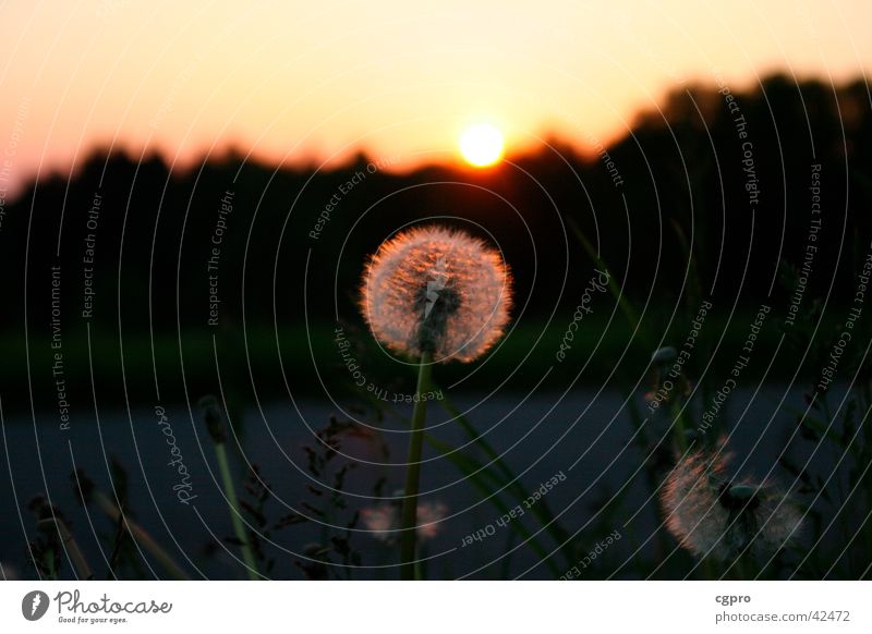 Dandelion at sunset Sunset Nature