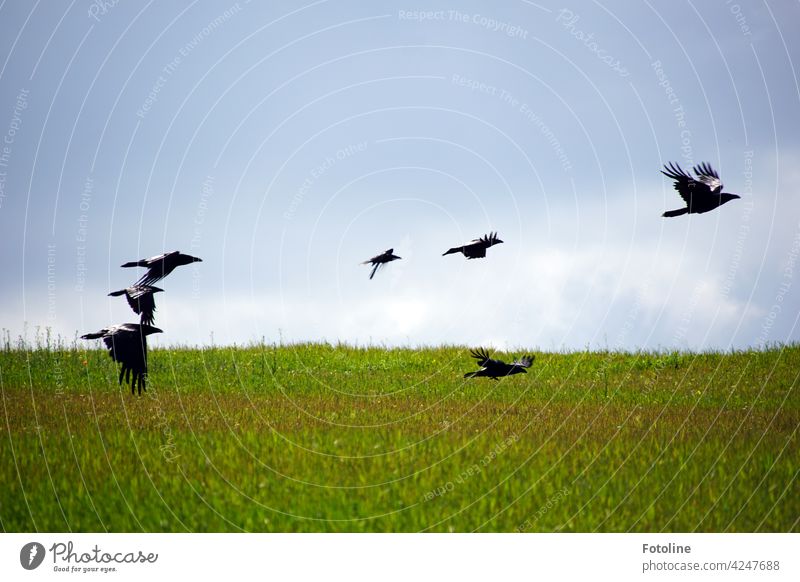 The crows fly to the casting for the film "The Birds" by Alfred Hitchcock birds Animal Exterior shot Colour photo Wild animal Nature Day Deserted Environment