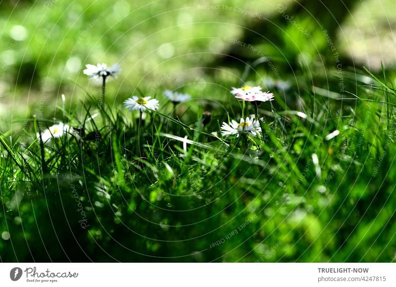 Small daisies seem to be playing hide and seek in the fresh green grass but rabbits are not to be expected here - only lawnmowers unfortunately Daisy