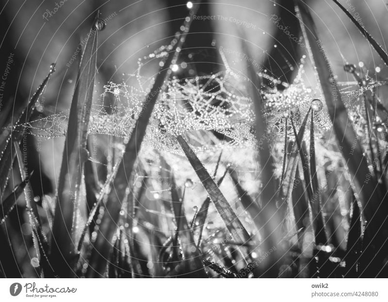 Among other things Grass Meadow blades of grass Worm's-eye view Lawn Blade of grass Nature Macro (Extreme close-up) Plant Fresh Exterior shot blurriness Spring