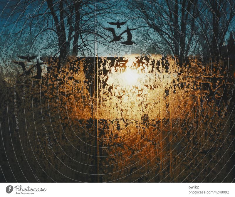 Bird sanctuary Ice crystal Reflection Back-light Pane Sunlight Shadow Light Frozen Twigs and branches Nature Pattern Beautiful weather Abstract Contrast