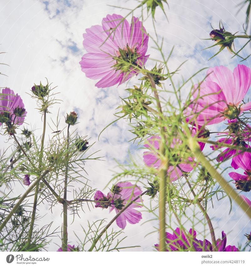 freshly washed Cosmea Cosmos Garden Flower Blossoming Many Growth Joie de vivre (Vitality) Spring fever Curiosity Life Force Enthusiasm Upward Colour photo