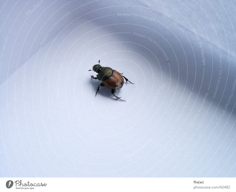 small cockchafer May bug Brown Beetle Macro (Extreme close-up)