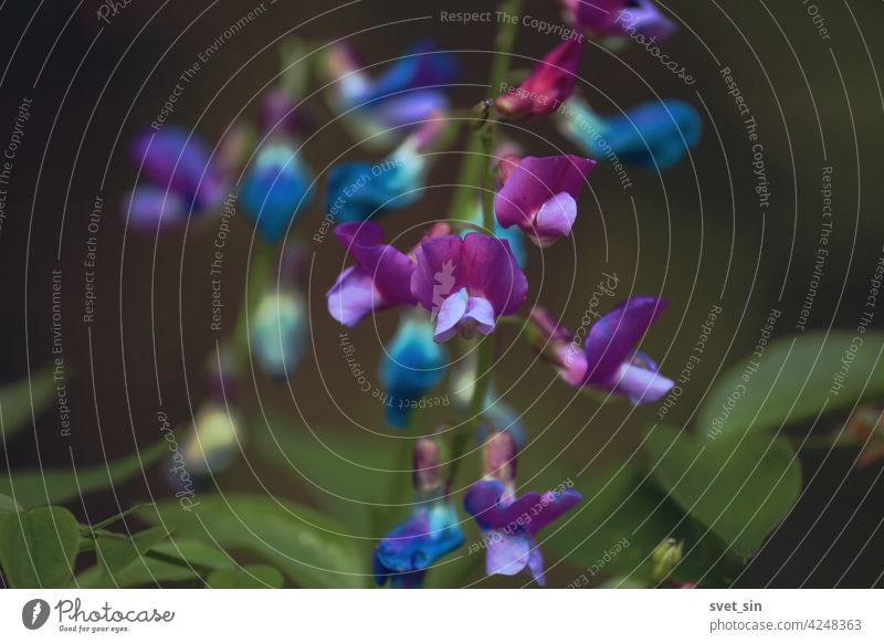 Lathyrus vernus, Spring Pea, spring vetch. Blue, purple, pink flowers of Lathyrus vernus on a green forest background close-up in springtime. Pink purple flowers background.