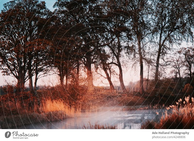 Early morning mist slowly raises from the sleepy pond ponds Nature nature water lake reflection Calm Deserted Water Lakeside Idyll Surface of water Environment