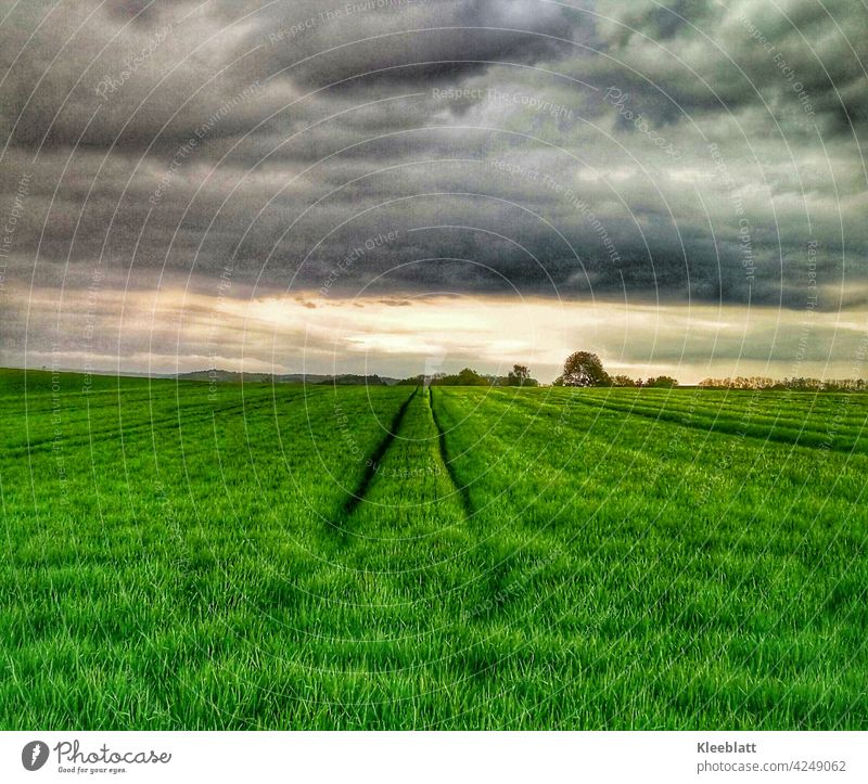 Light! - on the horizon - the new harvest is growing up - green field with carriage after a passing thunderstorm Fahrspuhr Thunder and lightning Horizon