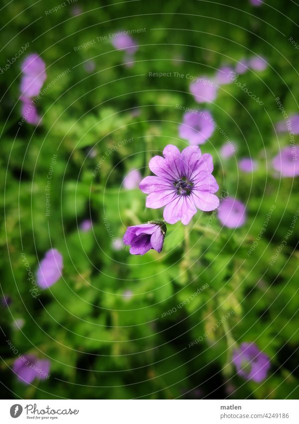 geranium Storkbill Blossom leaves bud Plant Green Exterior shot Spring Shallow depth of field Blossoming mobile