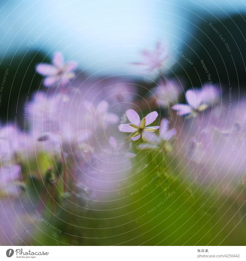 Pink floret with weak depth of field Blossom blossoms pink Violet flower Spring pretty Blossoming Nature Close-up flowers Flower Plant Shallow depth of field