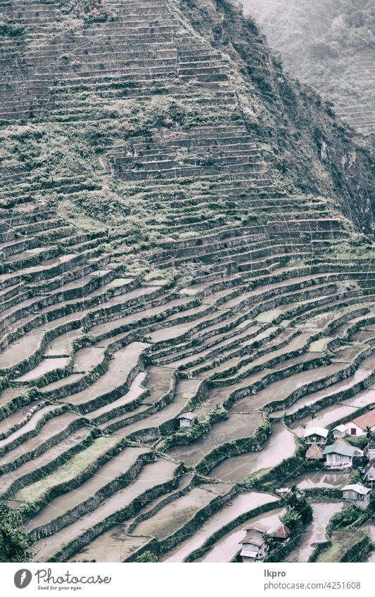 terrace   field for  coultivation of rice banaue philippines mountain nature ifugao asia landscape travel agriculture valley black farm vietnam food china asian