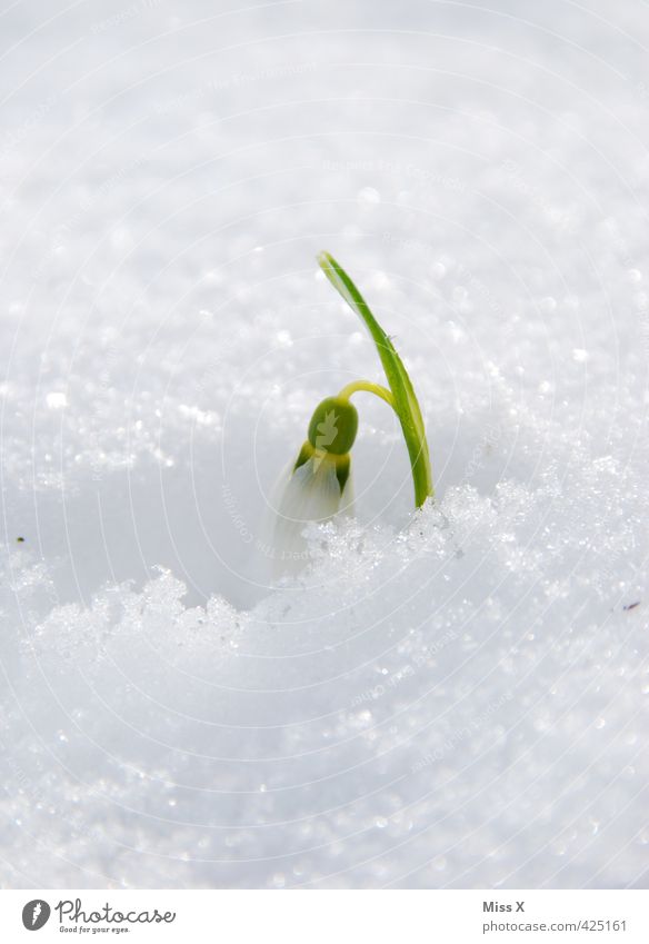 Freshly hatched Spring Winter Weather Beautiful weather Ice Frost Snow Flower Blossom Garden Meadow Blossoming Growth Cold Spring fever Power Willpower