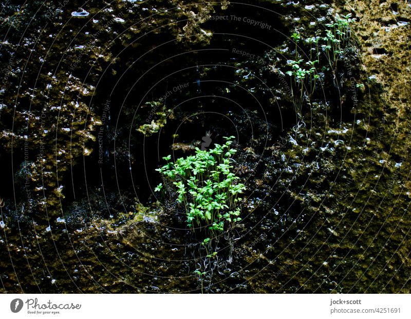 moss feels great when wet Moss Nature lobed leafy Plant Surface Growth greening Lichen Spore Small Wall (building) wetland Overgrown Low-key Evergreen