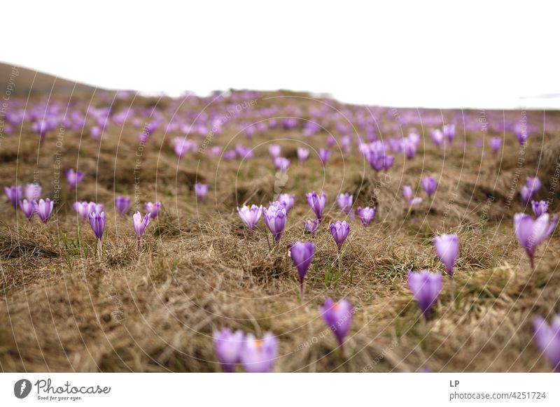 field of crocus crocus blossom Crocus Field Feminine Warmth Firm Hope Freedom Contrast Low-key Mysterious Dream Emotions calmness tranquil Calm Senses