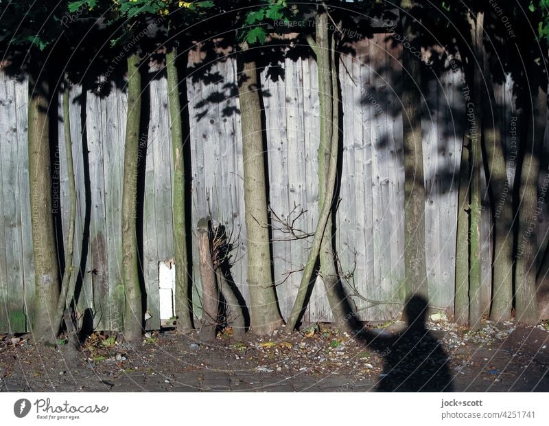 Being one with the trees on the wooden fence Deciduous tree Tree trunk Sunlight Shadow Human being Screening Connection Wooden fence lattice fence Ground