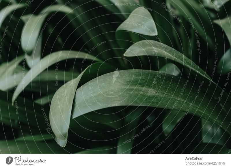 Super moody background of some green leaves with dark tones and hard shadows with copy space biology growth harmony purity botanical ecology exotic foliage lush