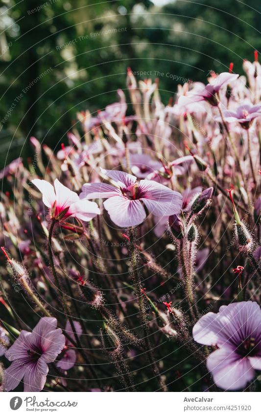 A pink flower blooming with copy space during a bright day romantic wedding luxury valentine love peony petal wallpaper bouquet florist vintage anniversary