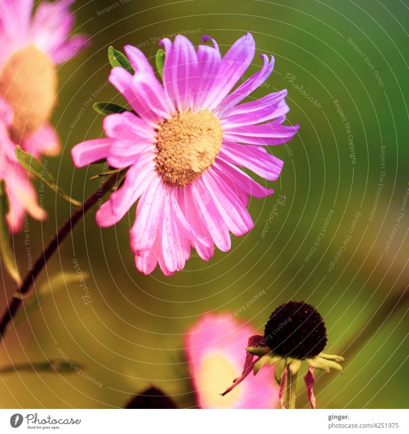 pink blossom Plant Flower Blossom Stalk Yellow Green Dark brown sunny Close-up Faded Stamp petals Beautiful weather pretty blossomed Limp Garden plants feathery