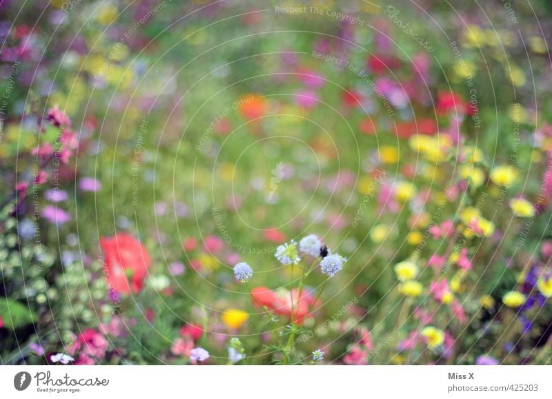 points Spring Summer Flower Blossom Garden Park Meadow Blossoming Fragrance Multicoloured Bumble bee Flower meadow Summerflower Frame Colour photo Exterior shot