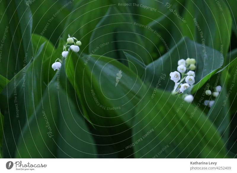 lily of the valley Lily of the valley Spring leaves Green Foliage plant Forest venomously poisonous plant White Bud Low-key Woodground Flower Lily plants