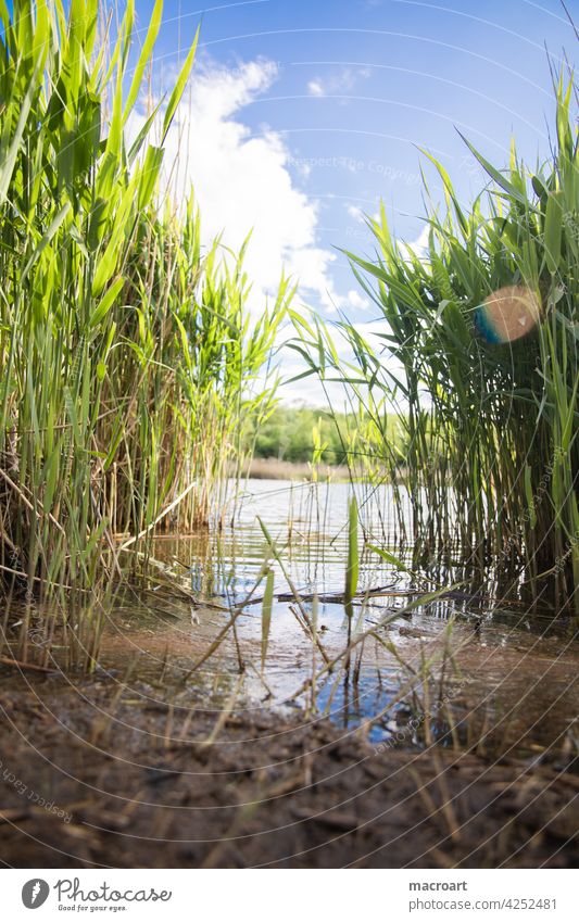 Reed by the lake reed Lake Worm's-eye view Water Waves Body of water frogs Habitat Idyll Ecological Blue sky Clouds Summer Weather Lensflare Green