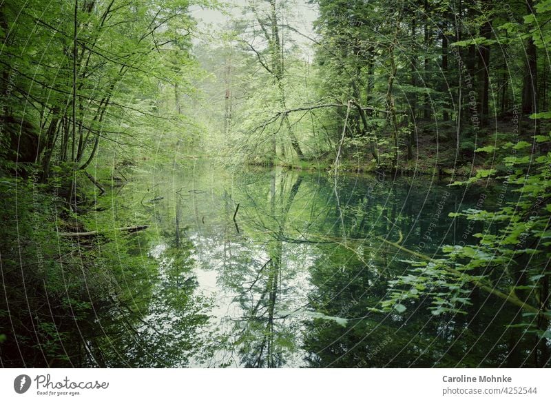 Lake in a clearing - trees reflected in it Forest Idyll Tree Environment Exterior shot Nature Deserted Landscape Green Plant Colour photo Beautiful weather Day