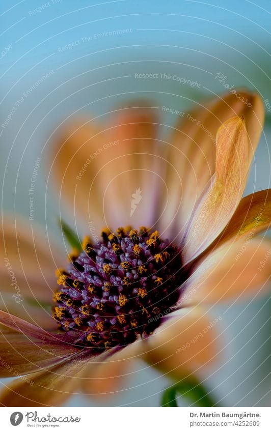 The capitulum (Osteospermum ecklonis) is a popular balcony plant. Cape basket Capaster from South Africa composite Violet inflorescence asteraceae Compositae