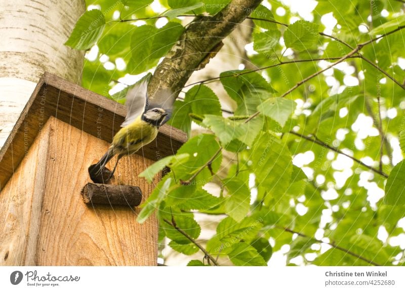 A blue tit taking off from its nest box hanging in a birch tree Tit mouse Cyanistes caeruleus meisenkasten songbird Nature Garden Animal Wild Small 1 1 animal