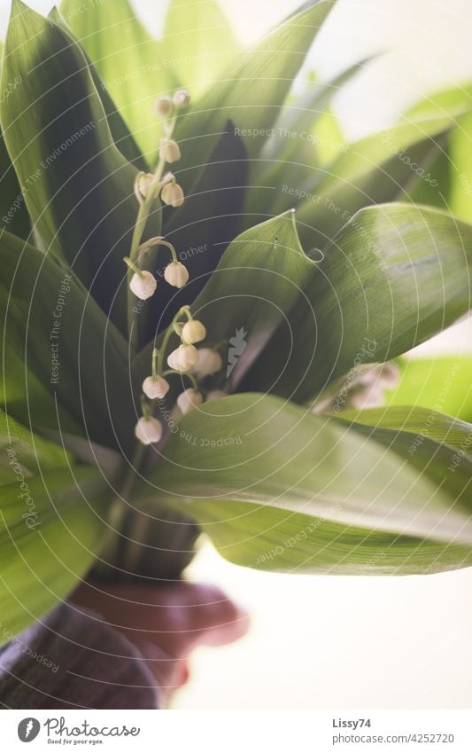 A bouquet of lily of the valley held in the hands Lily of the valley May Spring white flowers Plant Green Nature Forest Ostrich Colour photo Close-up Sunlight