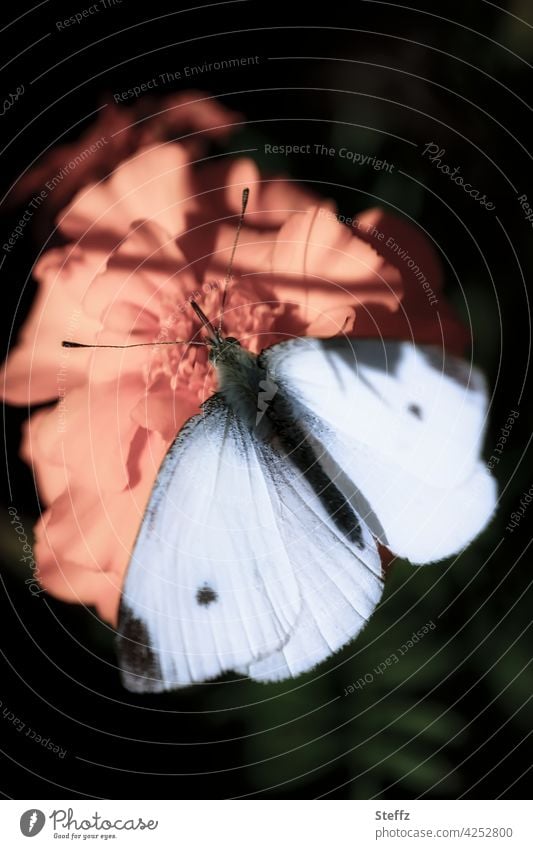 Small cabbage white butterfly in light and shade Butterfly small cabbage white butterfly Whiting butterflies white wings butterfly wings Grand piano