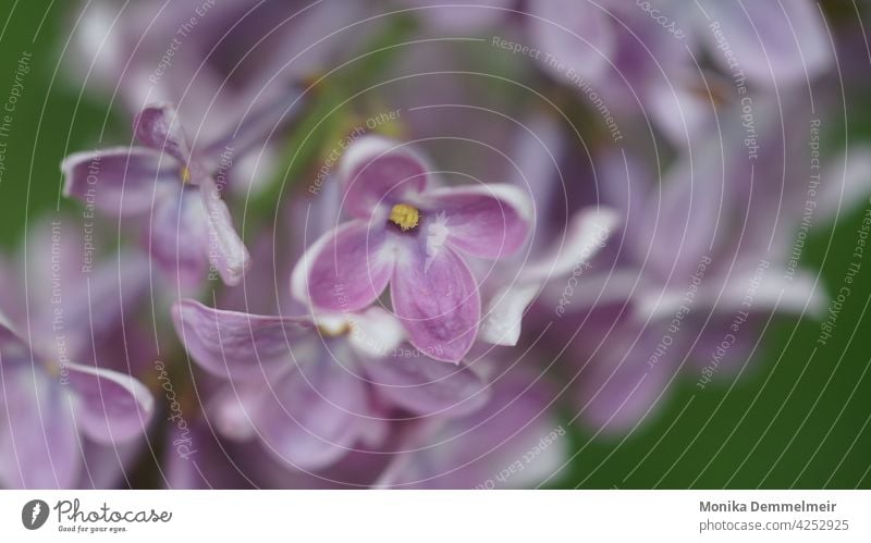 Lilac love Nature Spring Violet Plant Blossom Blossoming Garden Close-up Fragrance Macro (Extreme close-up) Colour photo lilac Summer purple May Environment