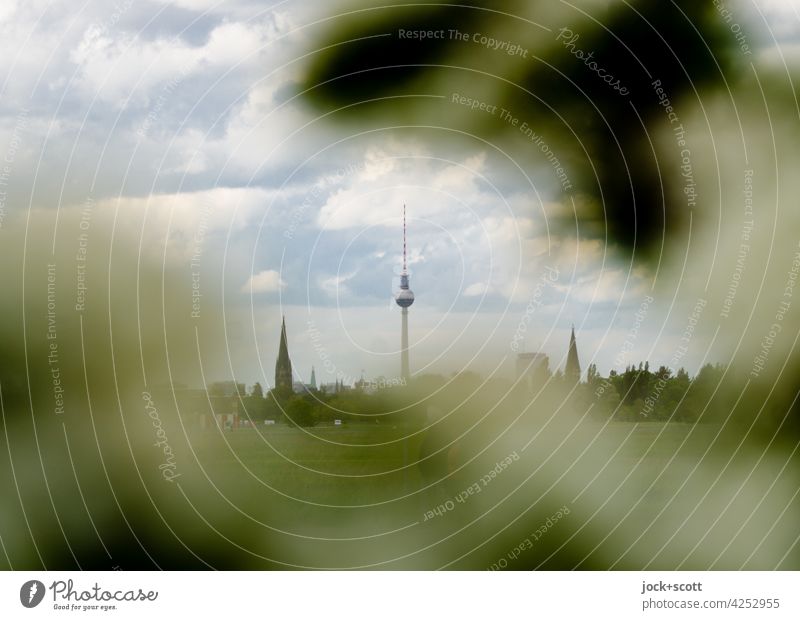 Berlin plants in the city nature Berlin TV Tower naturally Landmark Outstanding Panorama (View) Clouds Sky blurriness fauna bush Capital city tempelhofer field